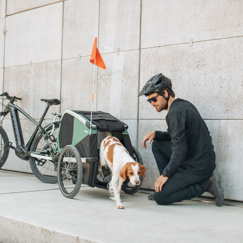 Dog stepping out of a Thule Bexey dog bike trailer hitched to a bicycle with a safety flag