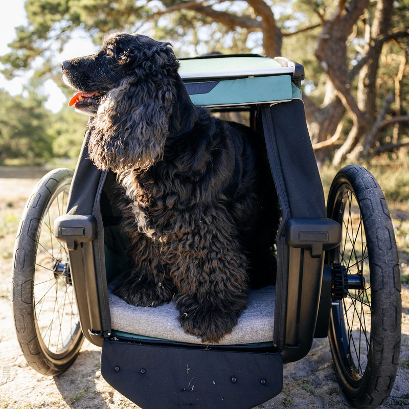 Dog sitting inside a Thule Bexey dog bike trailer outdoors