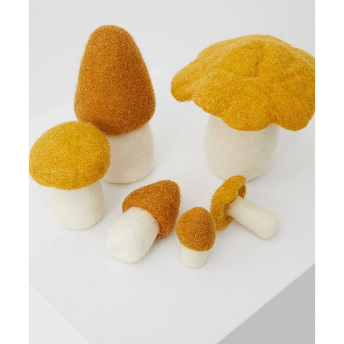 Phile Crate of Mushrooms shown from above